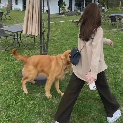 血蝉